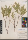 Foto von Salix caudata (Nutt.) A. Heller
